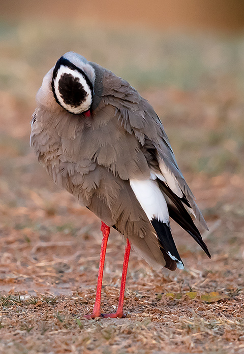 Crowned Lapwing preening